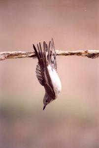bird hanging from the stick