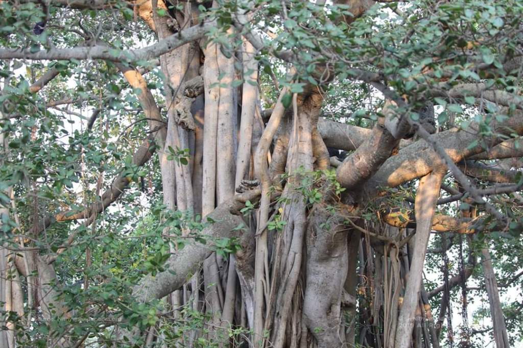 Technique to bring Awareness of the neutral space while moving the body